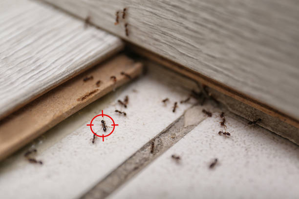 Best Wasp Removal Services  in Rancho Viejo, TX