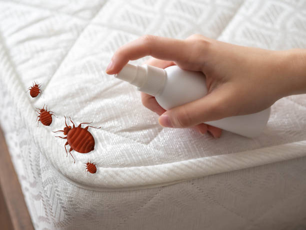Insect Control in Rancho Viejo, TX
