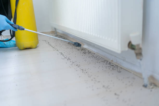 Trusted Rancho Viejo, TX Pest Control Experts